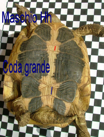 Testudo hermanni a Macchiagrande